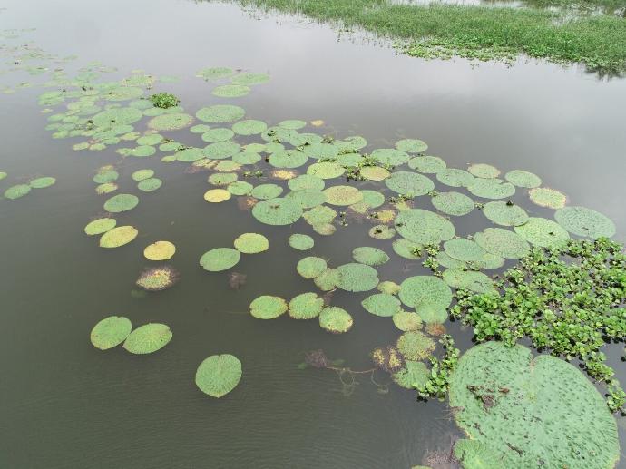 The Untold Story of Makhana Farmers in India